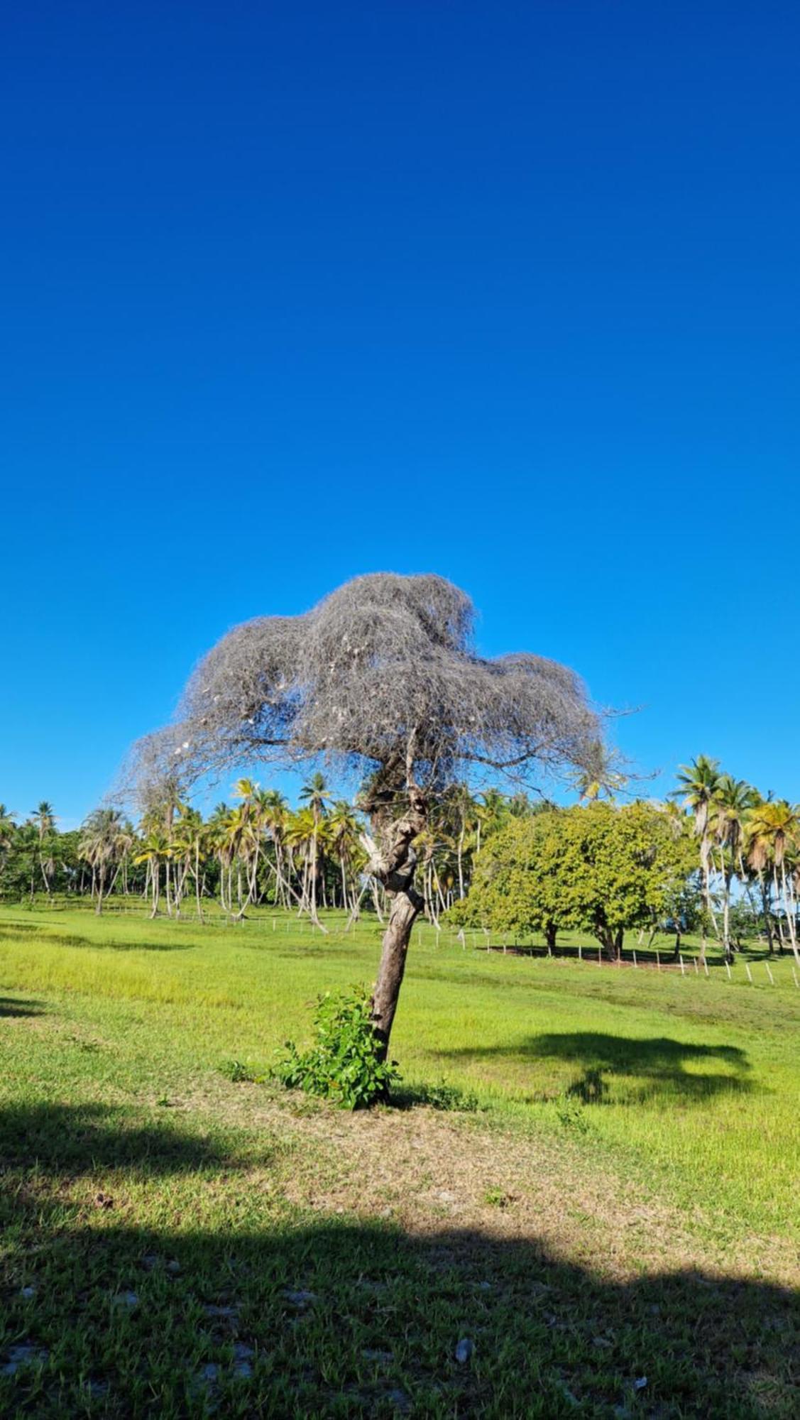 Pousada Casa Da Edinha Velha Boipeba Екстер'єр фото